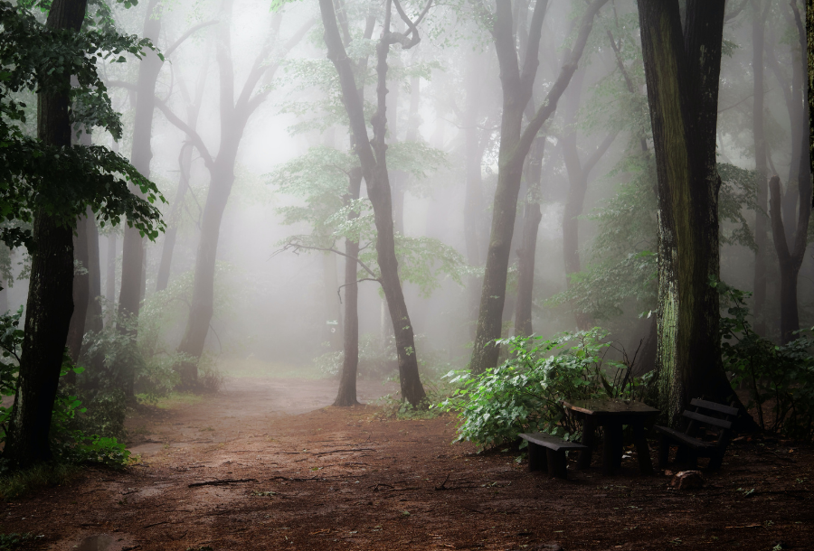 A beautifully quiet and foggy walking track, covered with tall trees with beautiful green leaves on them, a small park bench on the right hand side hiding away in the corner