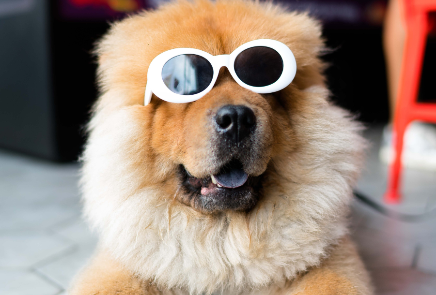 Pictured a big beautiful fluffy dog with fluffy fur around it's next, wearing a pair of white trim sunglasses